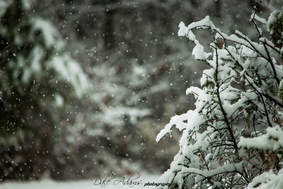 Dale Adams Snowy 4