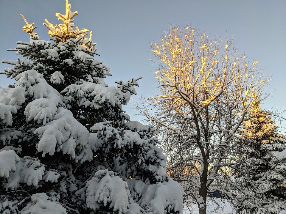 Helen Tabora - Nov. 28, 2020 snow trees bright sky