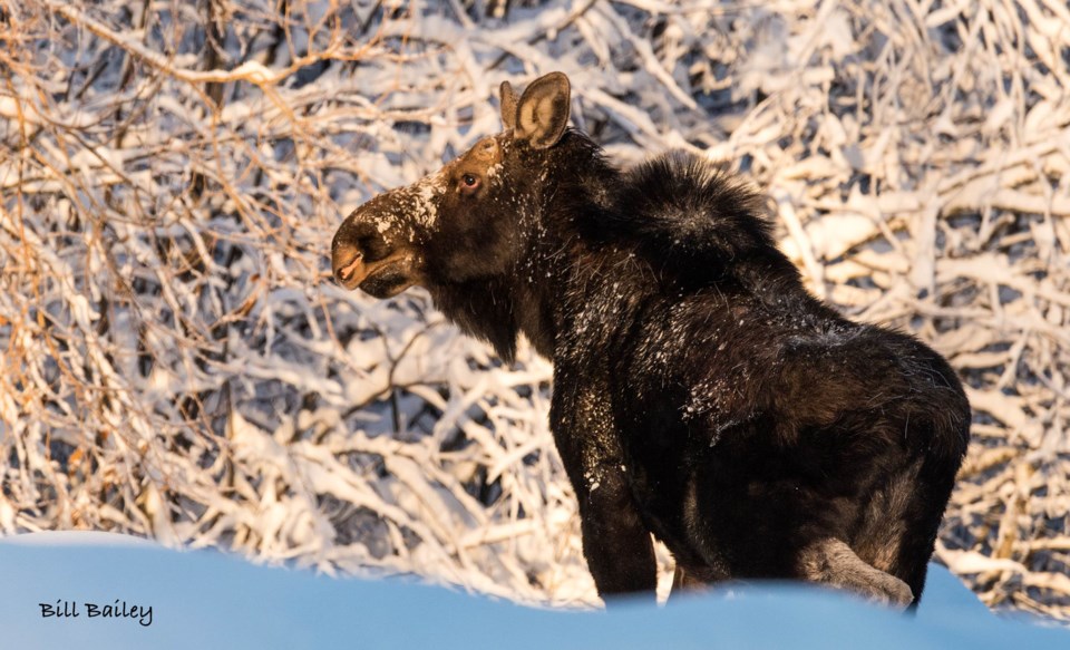 Moose in the snow