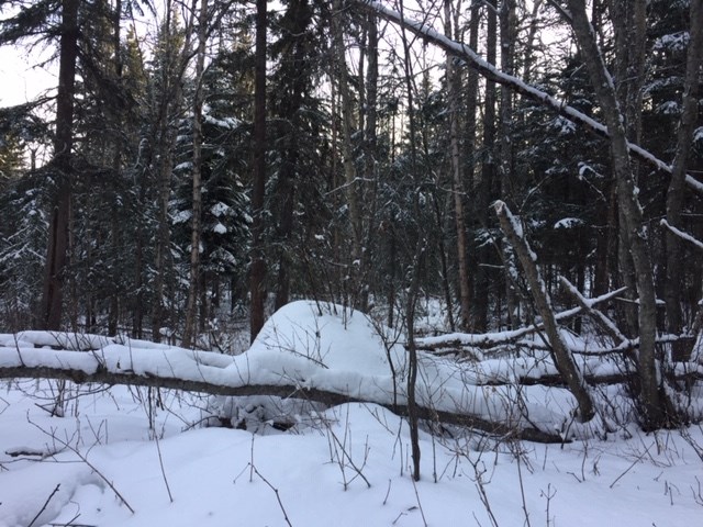 Rosmarie Vonah - Feb. 26, 2021 winter snow trail trees