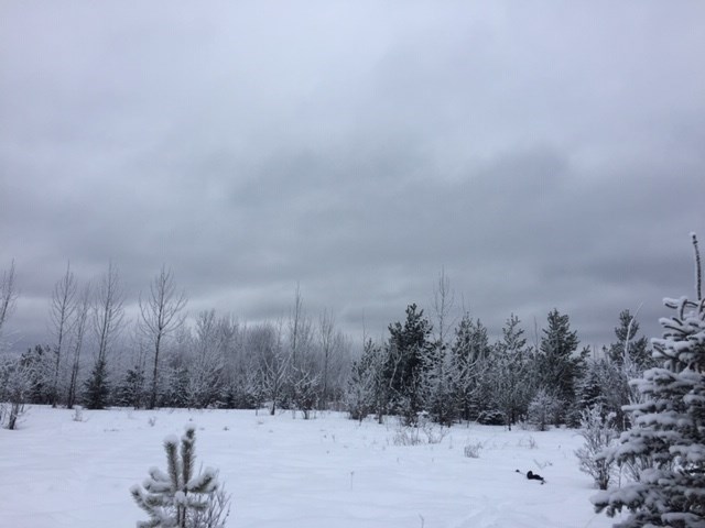Rosmarie Vonah - Jan. 25, 2021 snowy fields cloudy