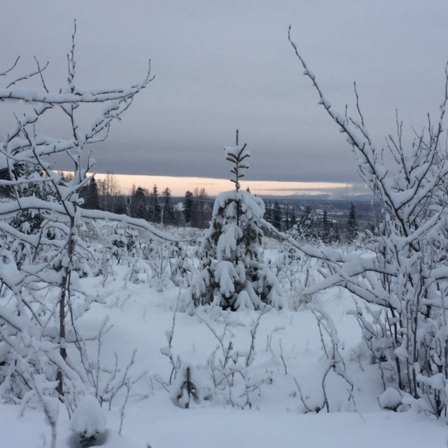 Rosmarie Vonah - Dec. 7, 2019 snowpack trees