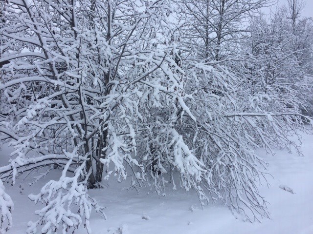 Rosmarie Vonah - Feb. 29, 2020 snow tree