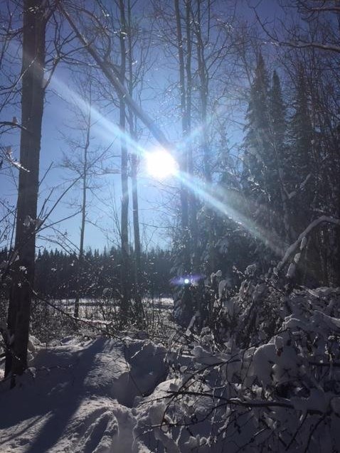 Sun peaking through winter forest