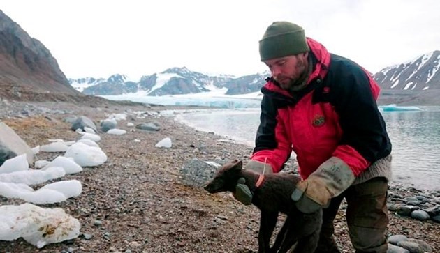 arctic fox walks to canada