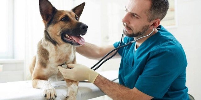 bc spca vet shortage