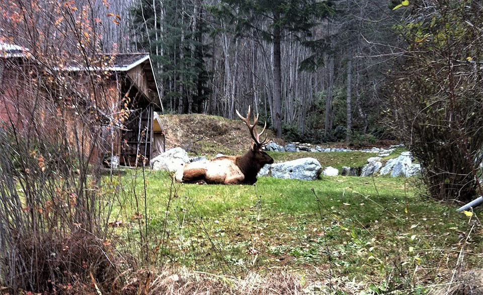 BCCOS Prince George spike bull elk