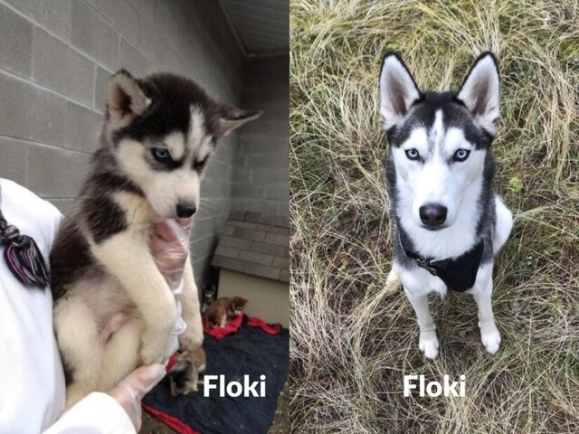 before-and-after Floki husky dog