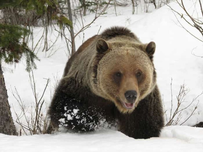 boo-the-bear