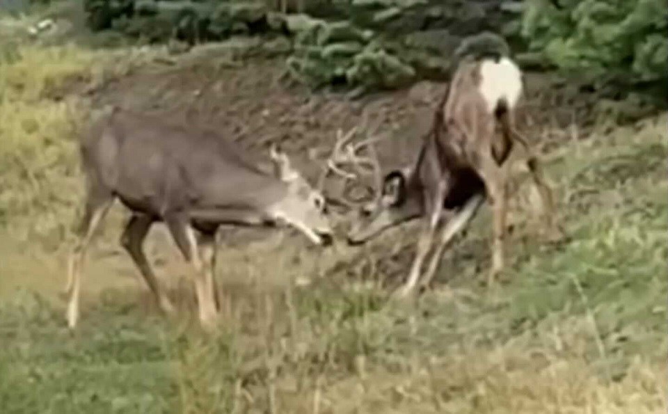 Bucks butting heads Kelowna