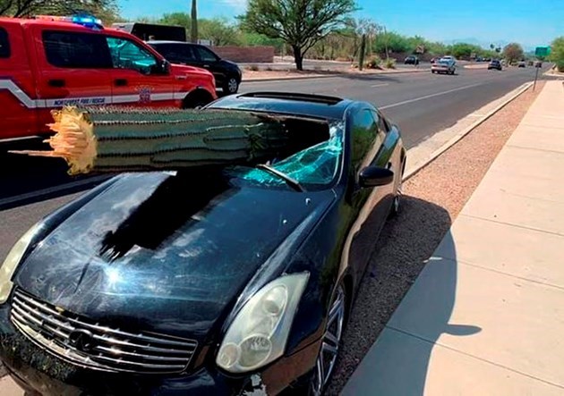 Cactus in car