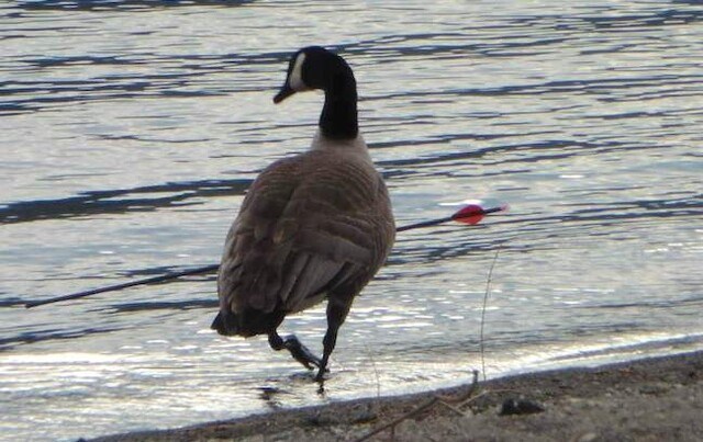 canada goose with arrow