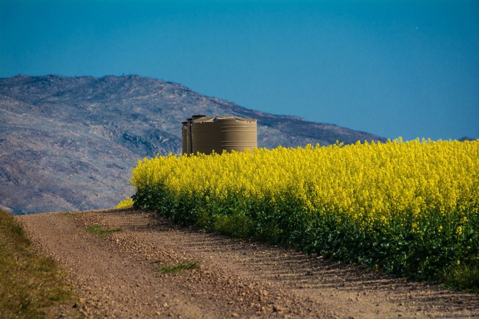 canola