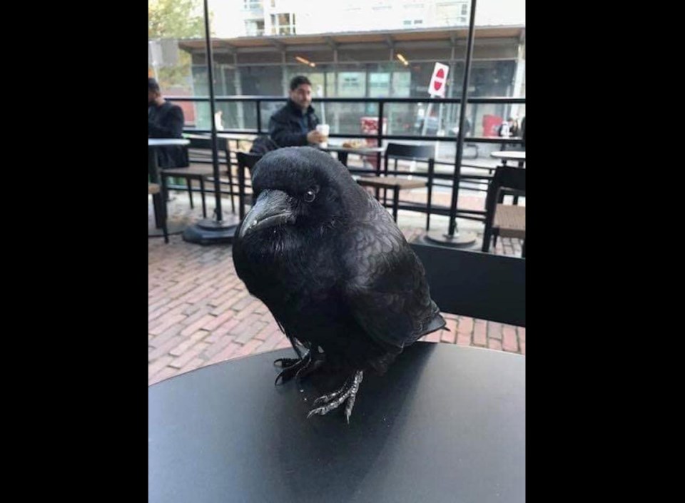 canuck-the-crow-spotting