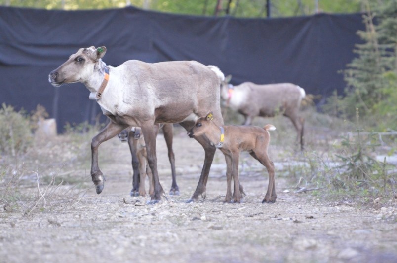 caribou1