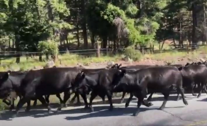 Cow traffic Jam - Penticton