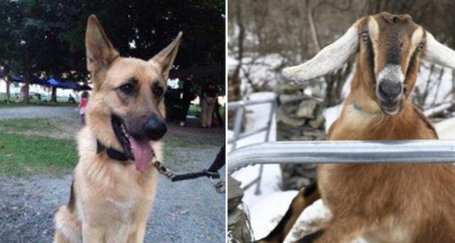 Dog and goat for mayor - Vermont Public Radio
