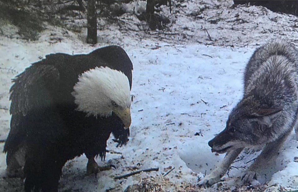 Eagle vs. wolf near Terrace, B.C. (via Facebook)