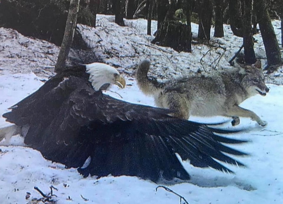 PHOTOS: Eagle vs. wolf battle caught on camera in northern B.C. - Prince  George Citizen