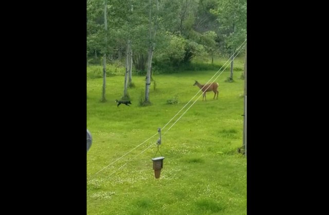 fox and deer