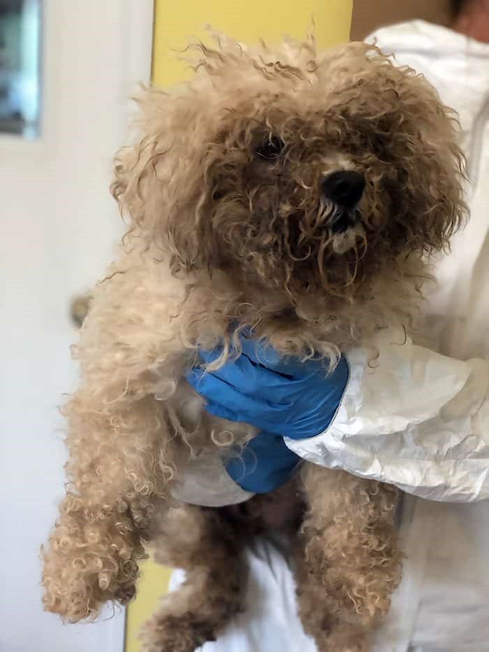 Fraser-Valley-Breeder SPCA