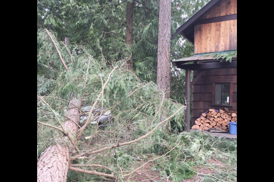 A fallen tree lies dangerously close to Eric Touchburn's home on Galiano. (via Eric Touchburn)