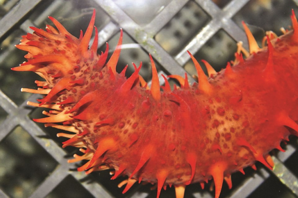 Giant B.C. red sea cucumber