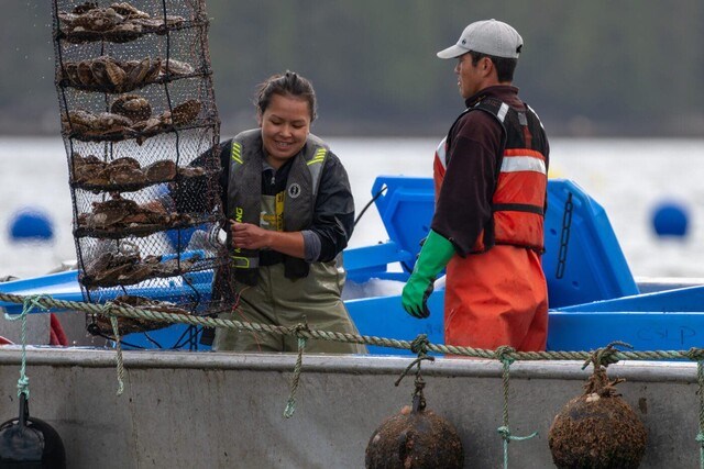 Great Bear scallops Prince Rupert