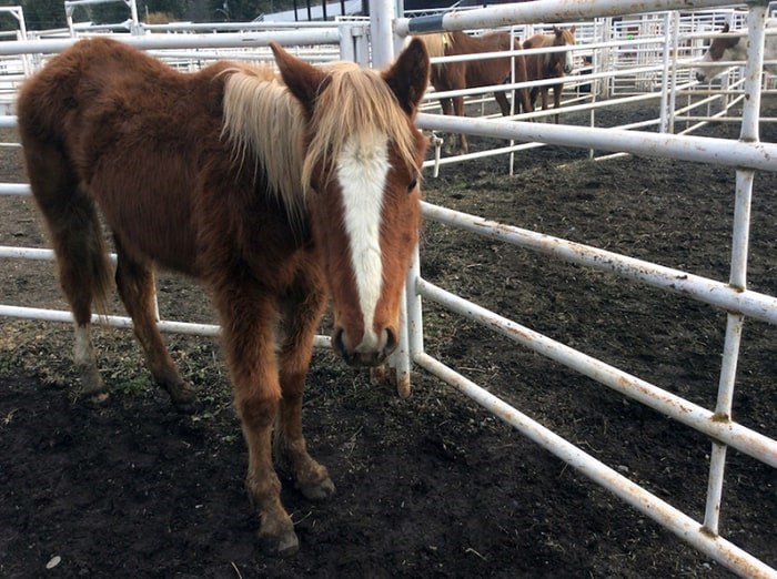horses-neglected-min