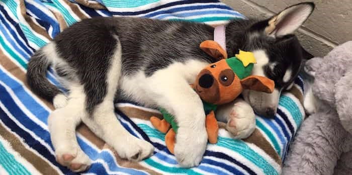 hucky-puppy