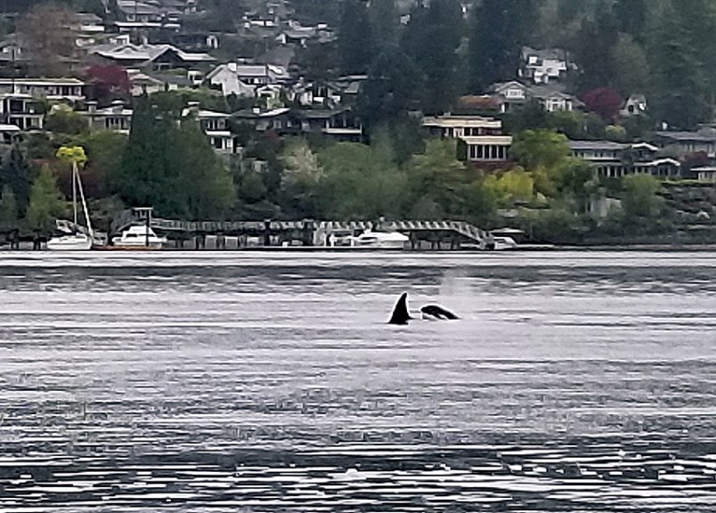 Killer Whales - North Vancouver Deep Cove