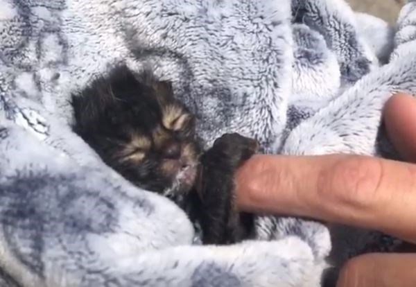 kittens dump