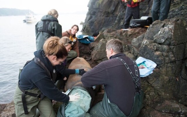 marine-mammal-rescue.jpgw960._p3436163