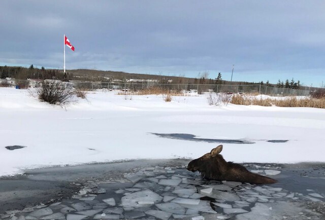 Moose rescued from frozen lake