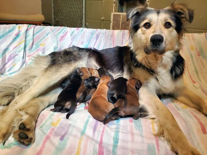 mother dog with puppies