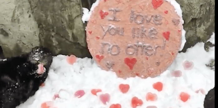otter valentine's day