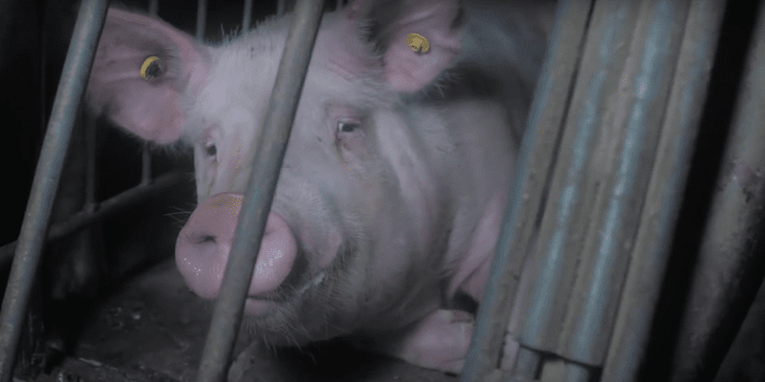 VIDEO: PETA releases horrific footage of alleged pig abuse at . farm -  Prince George Citizen