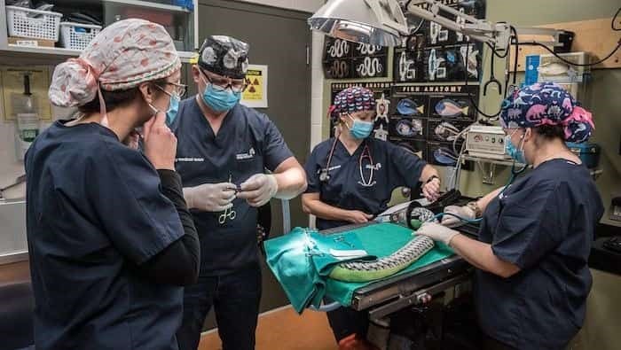 Pythie, the stuffed snake's procedure (via Ocean Wise)