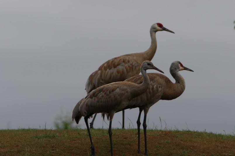Sandhill cranes