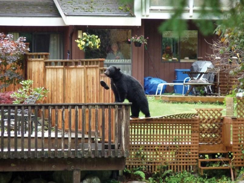 Shoe bear