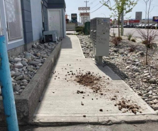 sidewalk-poo