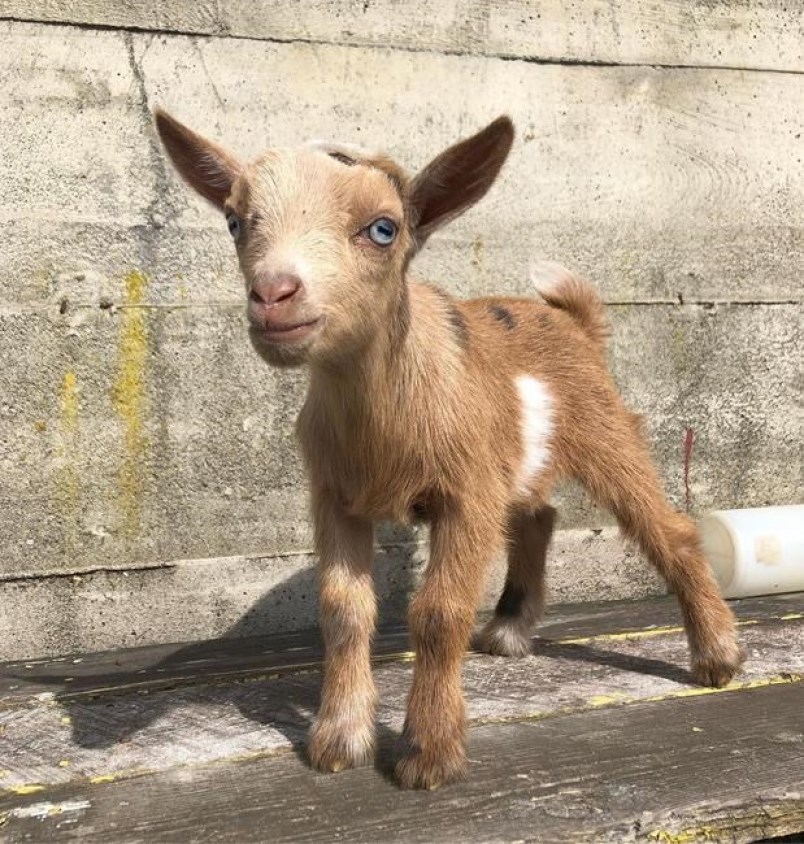 stolen baby goat