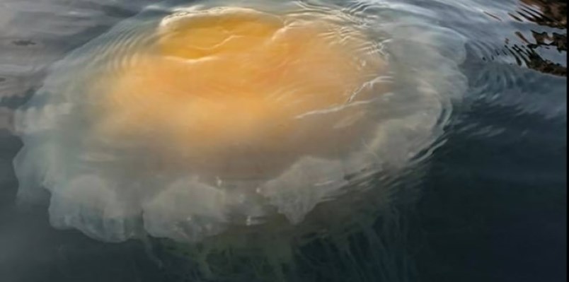 the-incredible-fried-egg-or-egg-yolk-jellyfish-known-scientifically-as-phacellophora-camtschatica