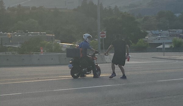 Turtle on highway - Vernon