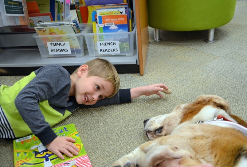 Virgil the bassett hound therapy dog