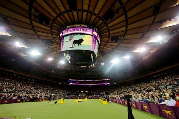 Westminster dog show