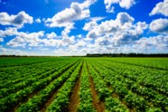 2022 Sustainable Food Agriculture Fund Recipients Announced By 