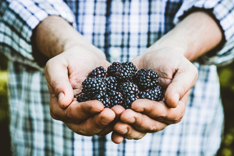 Blackberries
