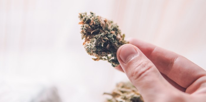 cannabis-bud-in-hand