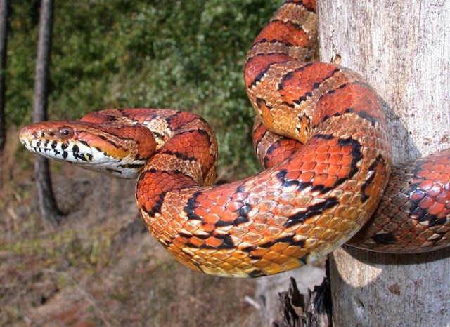 corn snake